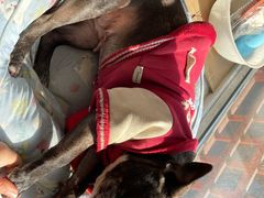 -贝康宠物医院·犬猫全科·小动物特色诊疗中心(东环路店)