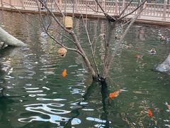 -南宫五洲植物乐园