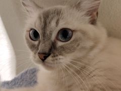 -喵喵咪呀布偶猫咖(春熙路店)