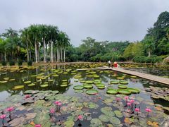-中国科学院西双版纳热带植物园