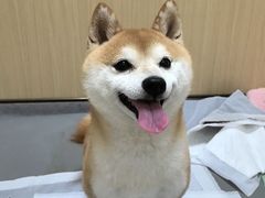 -康成宠物医院24H·CT·核磁共振