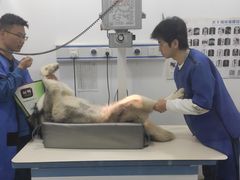 -瑞派名望志远动物医院·猫科·內科·异宠专科(直港大道店)