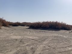 -金塔沙漠胡杨林景区