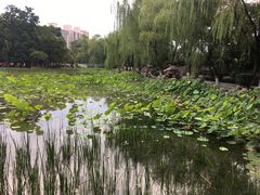 -莲湖公园
