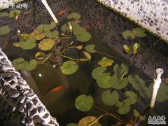 DSC05291_1-星雅翠餐厅