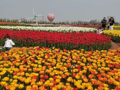 -荷兰花海