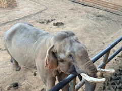 -贵州森林野生动物园
