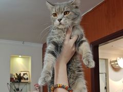 -楼上猫咖(罗湖店)