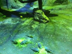 -泉城欧乐堡海洋极地世界