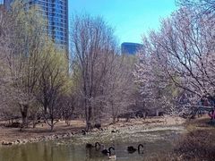 -长白岛森林公园