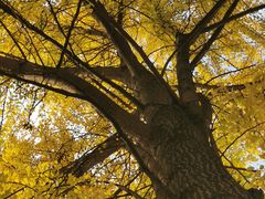 -四川大学(华西校区)