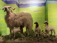 -清真·益鑫羊肉手抓馆(花园北街店)