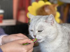 -喵屿·大理花园猫咖