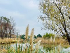 -贡湖湾湿地公园