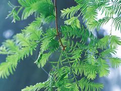 -武陵山森林公园