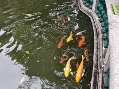 -碧江金楼