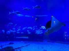 -烟台海昌鲸鲨海洋公园