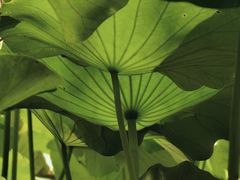 -四川大学(华西校区)