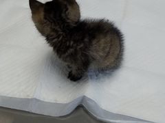 -纳吉亚猫专科动物诊疗中心(蒋宅口分院)