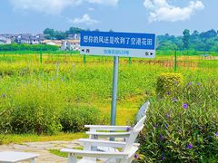 -空港花田景区