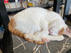 -平行世界·猫咖(首经贸店)