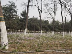 -大兴滨河森林公园