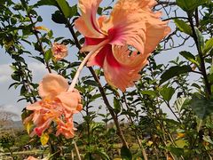 -廊坊文化艺术中心