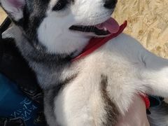 -Husky Go! 哈士奇体验馆·宠物咖啡厅狗咖