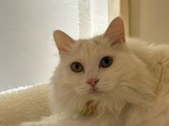 -有猫主题·治愈系猫咖(曾厝垵店)