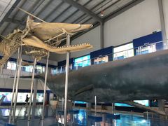 -上海海洋大学鱼文化博物馆(军工路校区)