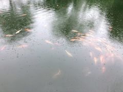 -西湖外事游船(花港观鱼码头)