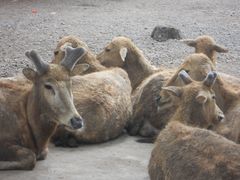 -海南热带野生动植物园
