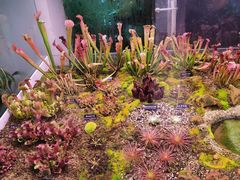 -中国科学院西双版纳热带植物园
