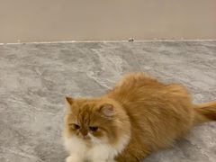 -More Fun猫咖 二十只万元加菲主题