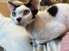 -有喵·猫咖·狗咖·30几只猫10只小狗(岗厦店)