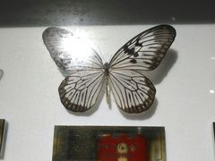 -上海昆虫博物馆