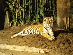 -清迈夜间动物园