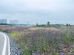 -洋湖国家湿地公园