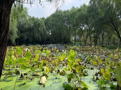 -白塔湖国家湿地公园