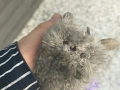 -申普宠物医院·心脏介入·心血管微创(总院)