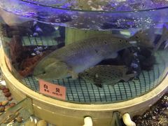 门口的大鱼-东方御宴海鲜酒楼(棕泉酒店)