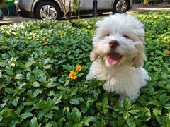 -瑞鹏宠物医院·普外科·影像科·皮肤科(城市山谷分院)