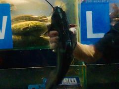 -鱼酷活鱼烤鱼(沈阳大悦城店)