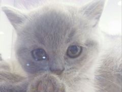 -喵的天空名猫咖啡馆·撸猫·猫舍·用品