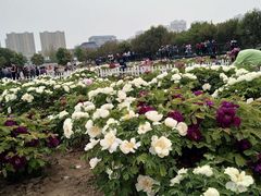 -曹州牡丹园