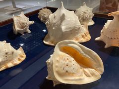 -青岛贝壳博物馆