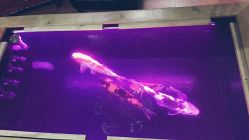 -鳌首刺青纹身 穿孔饰品店