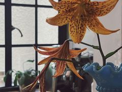 -75 Boutique Vintage 法国中古餐具家具店