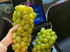 -BLACKSWAN黑天鹅(环球店)