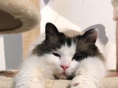 -喵喵咪呀布偶猫咖(春熙路店)